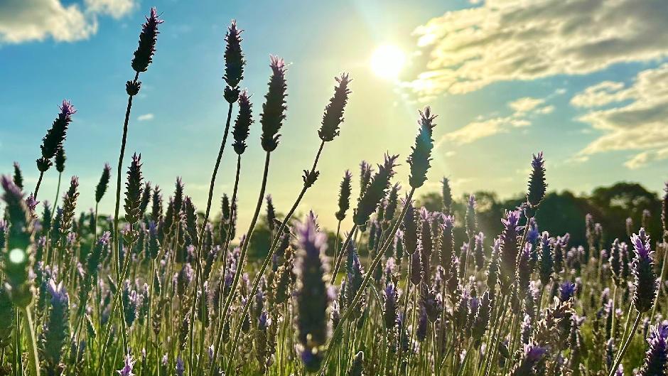 Embark on one of our Pinnacles Day Tours with lobster and lavender farm visits to explore some of the West Coast's most stunning natural areas